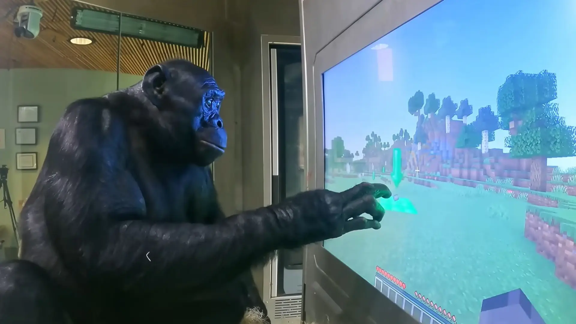 Kanzi, el mono bonobo que aprendió a jugar al Minecraft, entendía el inglés y fabricaba sus propias herramientas de piedra Kanzi, el mono bonobo que aprendió a jugar al Minecraft, entendía el inglés y fabricaba sus propias herramientas de piedra