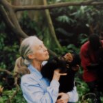 Muere Jane Goodall, experta mundial en chimpancés, a los 91 años