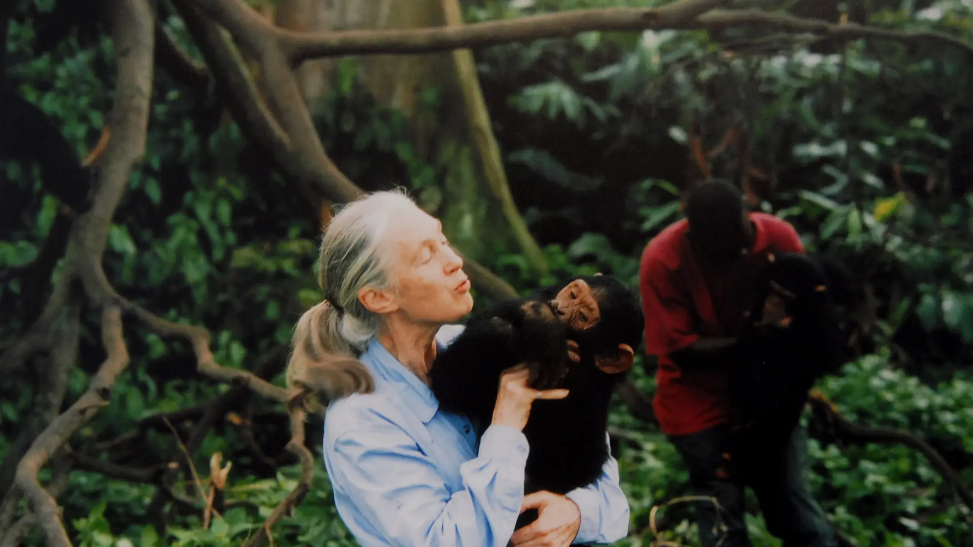 Muere Jane Goodall, experta mundial en chimpancés, a los 91 años Muere Jane Goodall, experta mundial en chimpancés, a los 91 años