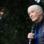 Muere a los 91 años Jane Goodall, la científica que dio voz a los chimpancés
