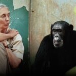 Se apagó el corazón de Jane Goodall, quien dedicó su vida a mostrar que los animales aman y sufren