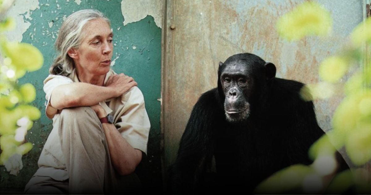 Se apagó el corazón de Jane Goodall, quien dedicó su vida a mostrar que los animales aman y sufren Se apagó el corazón de Jane Goodall, quien dedicó su vida a mostrar que los animales aman y sufren