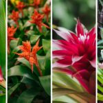 Bogotá se llena de color con la IV Exposición de Bromelias en el Jardín Bot