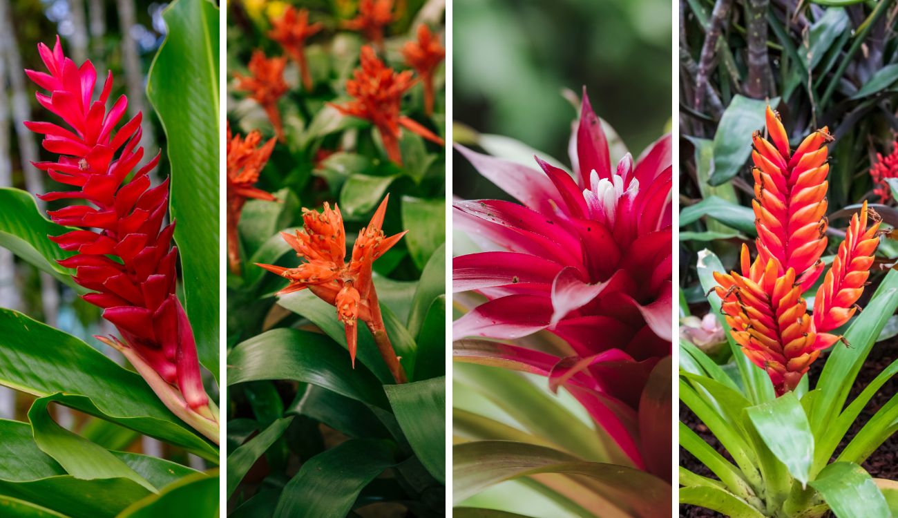 Bogotá se llena de color con la IV Exposición de Bromelias en el Jardín Bot