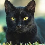 Gatos negros en Halloween: mitos de mala suerte y razones para protegerlos
