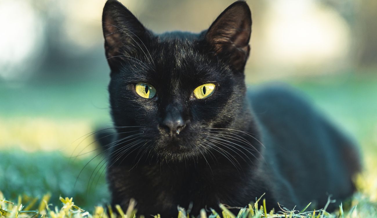 Gatos negros en Halloween: mitos de mala suerte y razones para protegerlos Gatos negros en Halloween: mitos de mala suerte y razones para protegerlos