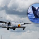 Bogotá estrena ruta aérea a destino exótico: vea ballenas a bajo precio