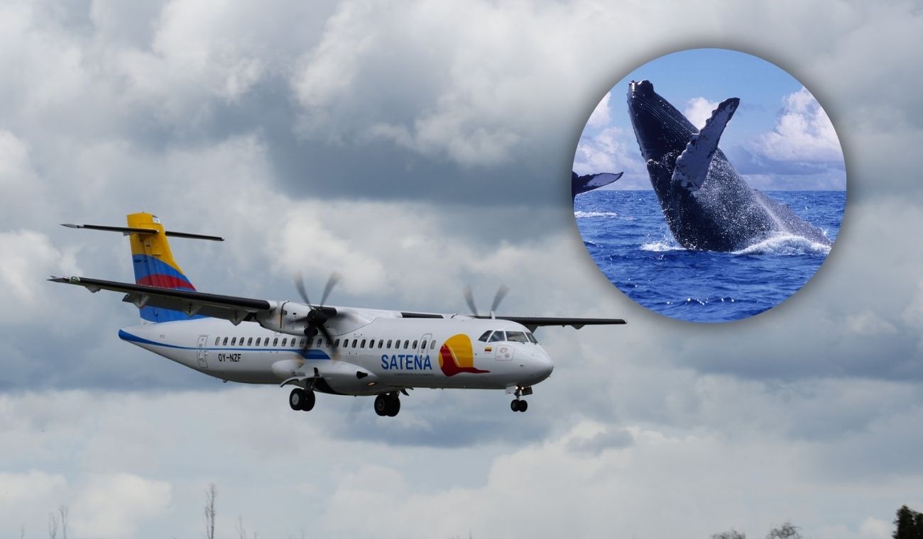 Bogotá estrena ruta aérea a destino exótico: vea ballenas a bajo precio