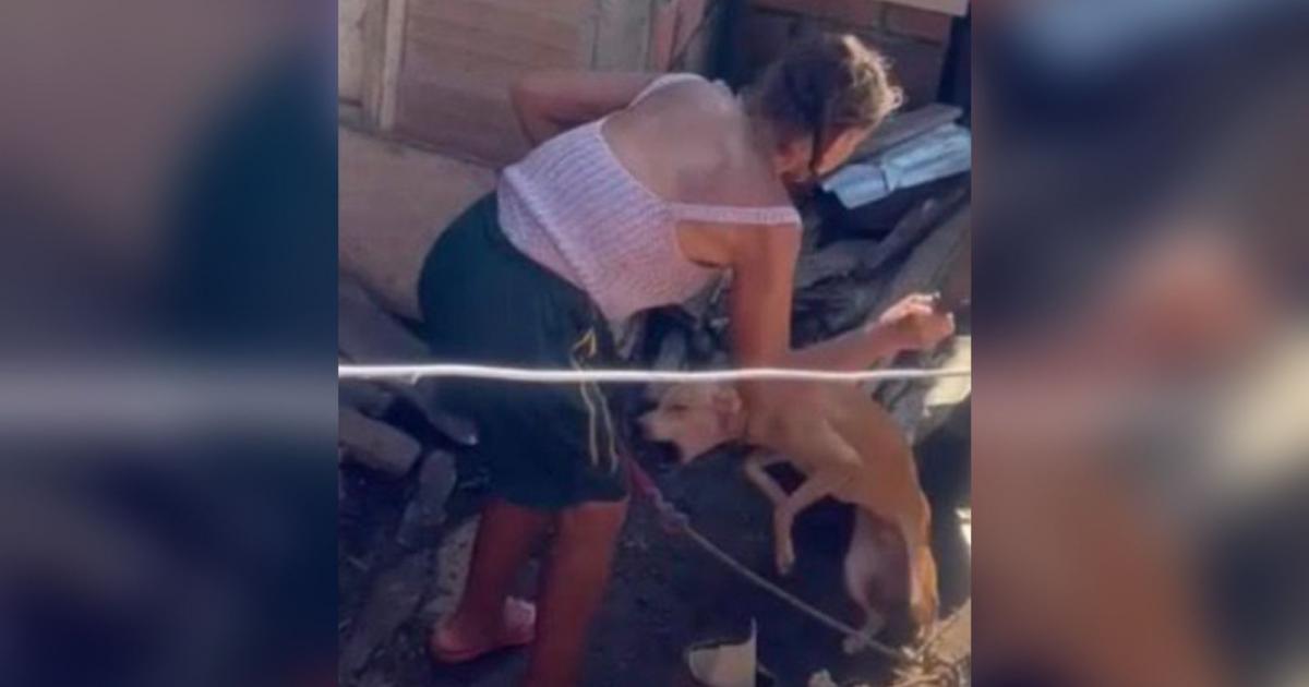 Noticias Antioquia: Perro amarrado, agredido con machete en Antioquia Noticias Antioquia: Perro amarrado, agredido con machete en Antioquia