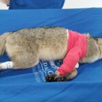 Noticias Medellín: Zorro perro vuelve a caminar