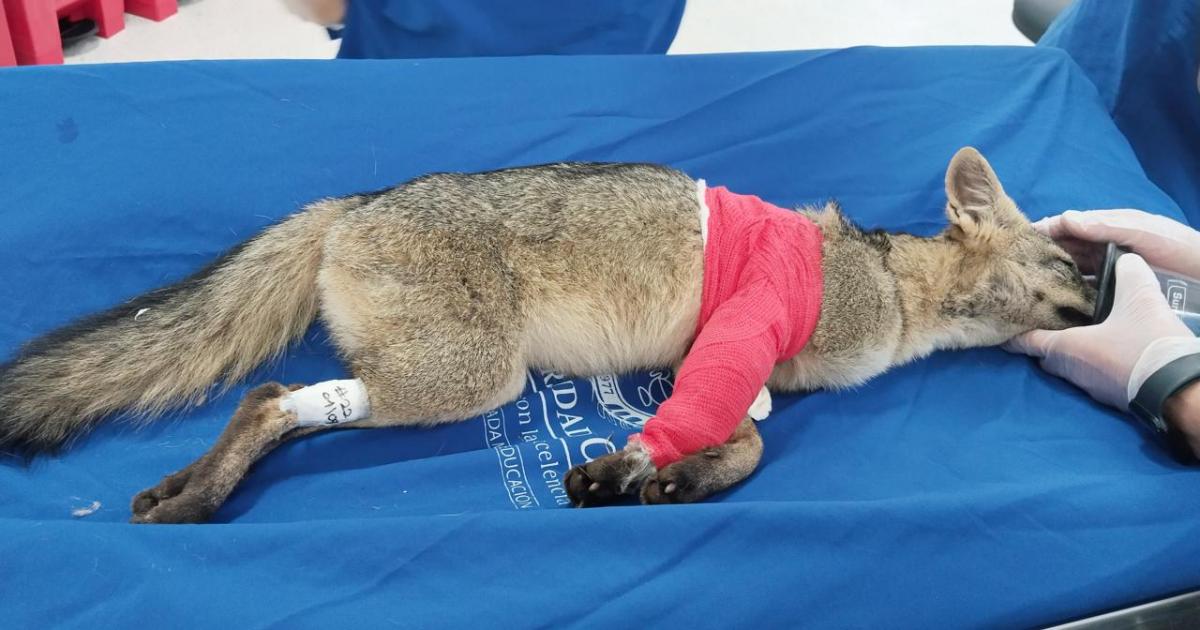 Noticias Medellín: Zorro perro vuelve a caminar Noticias Medellín: Zorro perro vuelve a caminar