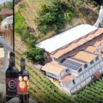Cómo logró un médico paisa el milagro de producir vino, en Viña Sicilia, de alta calidad en Antioquia
