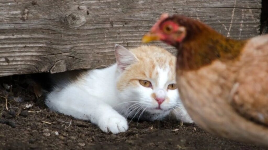 Dos gatos logran sobrevivir a la gripe aviar y ofrecen nuevas claves sobre esta infección