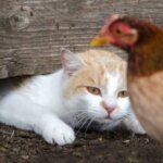 Dos gatos logran sobrevivir a la gripe aviar y ofrecen nuevas claves sobre esta infección