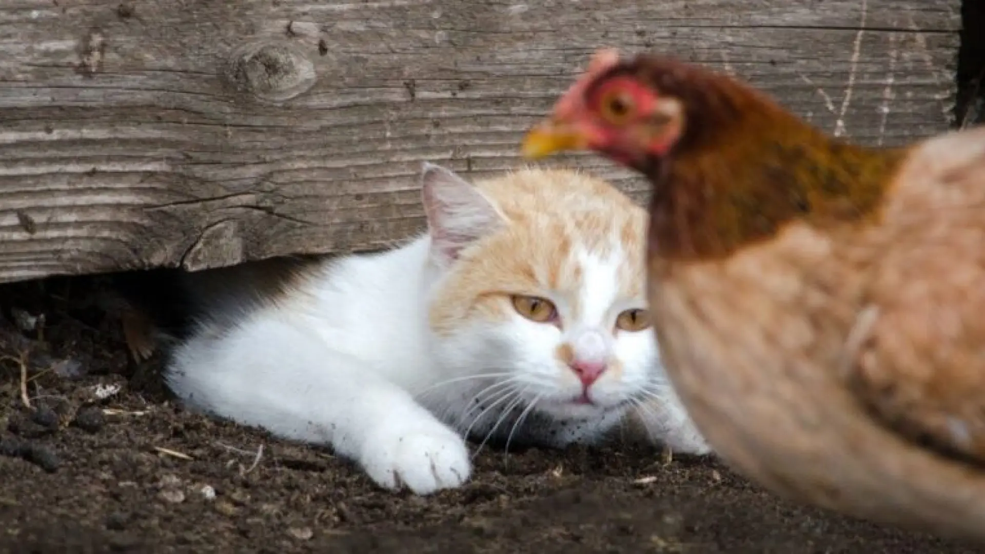 Dos gatos logran sobrevivir a la gripe aviar y ofrecen nuevas claves sobre esta infección