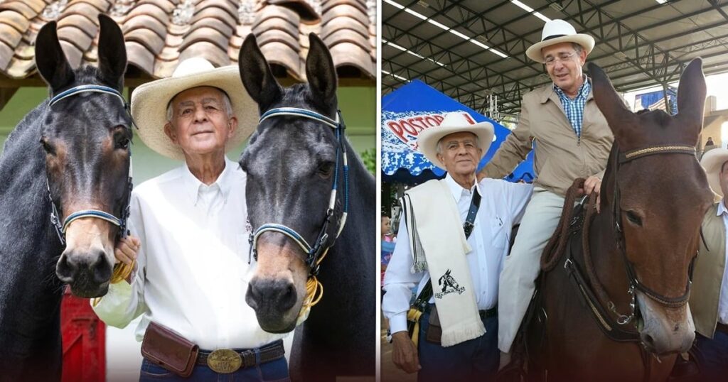 El arriero paisa que volvió su criadero de mulas Villa Luz sitio obligado de ganaderos como el expresidente Uribe El arriero paisa que volvió su criadero de mulas Villa Luz sitio obligado de ganaderos como el expresidente Uribe