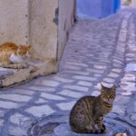 El gato doméstico llegó a Europa desde África miles de años más tarde de lo que se pensaba