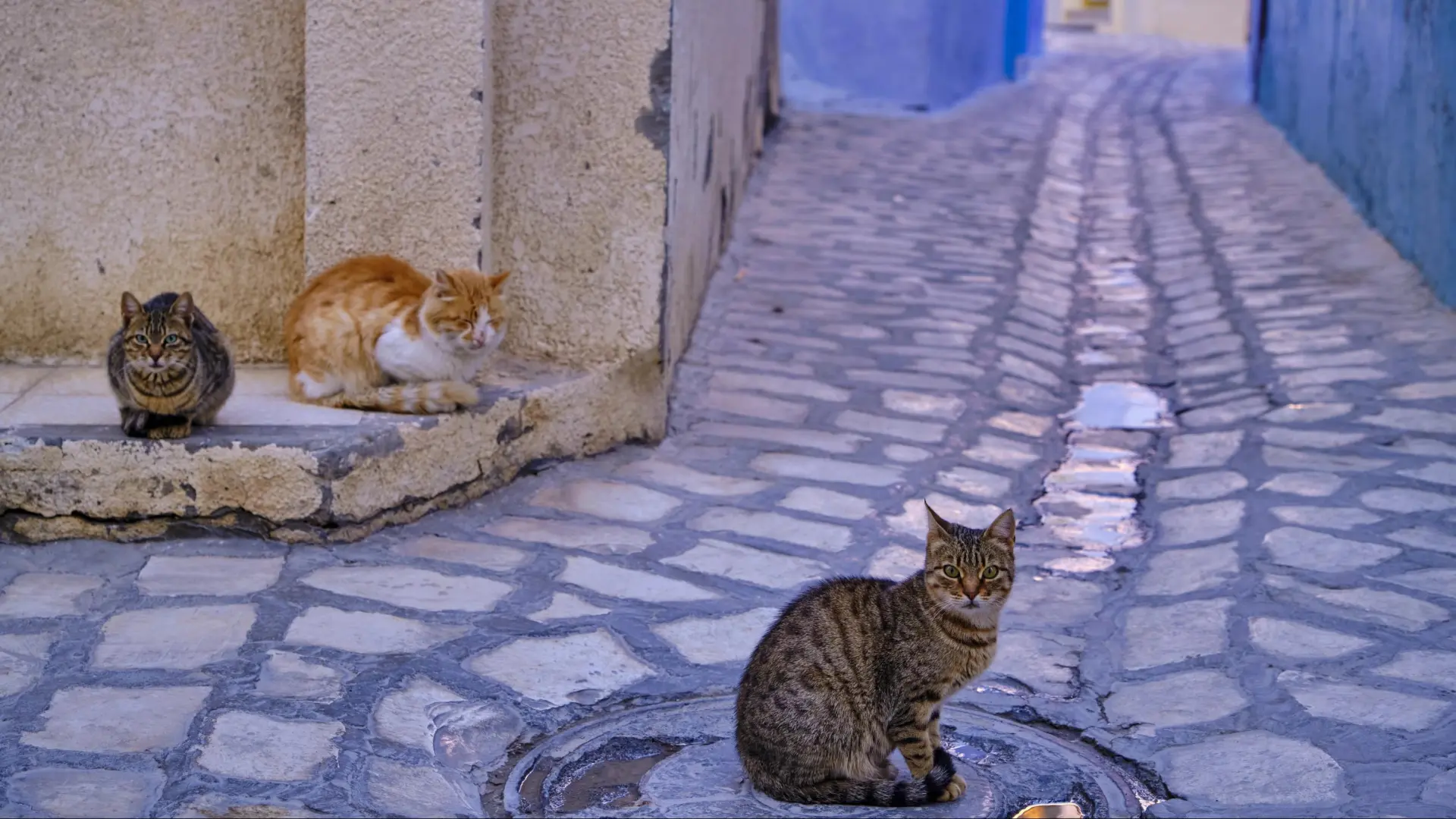 El gato doméstico llegó a Europa desde África miles de años más tarde de lo que se pensaba