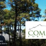 Una empresa maderera chilena que llegó a Colombia hace 20 años planea invertir USD 15 millones en Antioquia Una empresa maderera chilena que llegó a Colombia hace 20 años planea invertir USD 15 millones en Antioquia