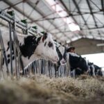 ¿Contamina tanto la carne de vacuno? Europa lanza un plan para demostrar lo contrario