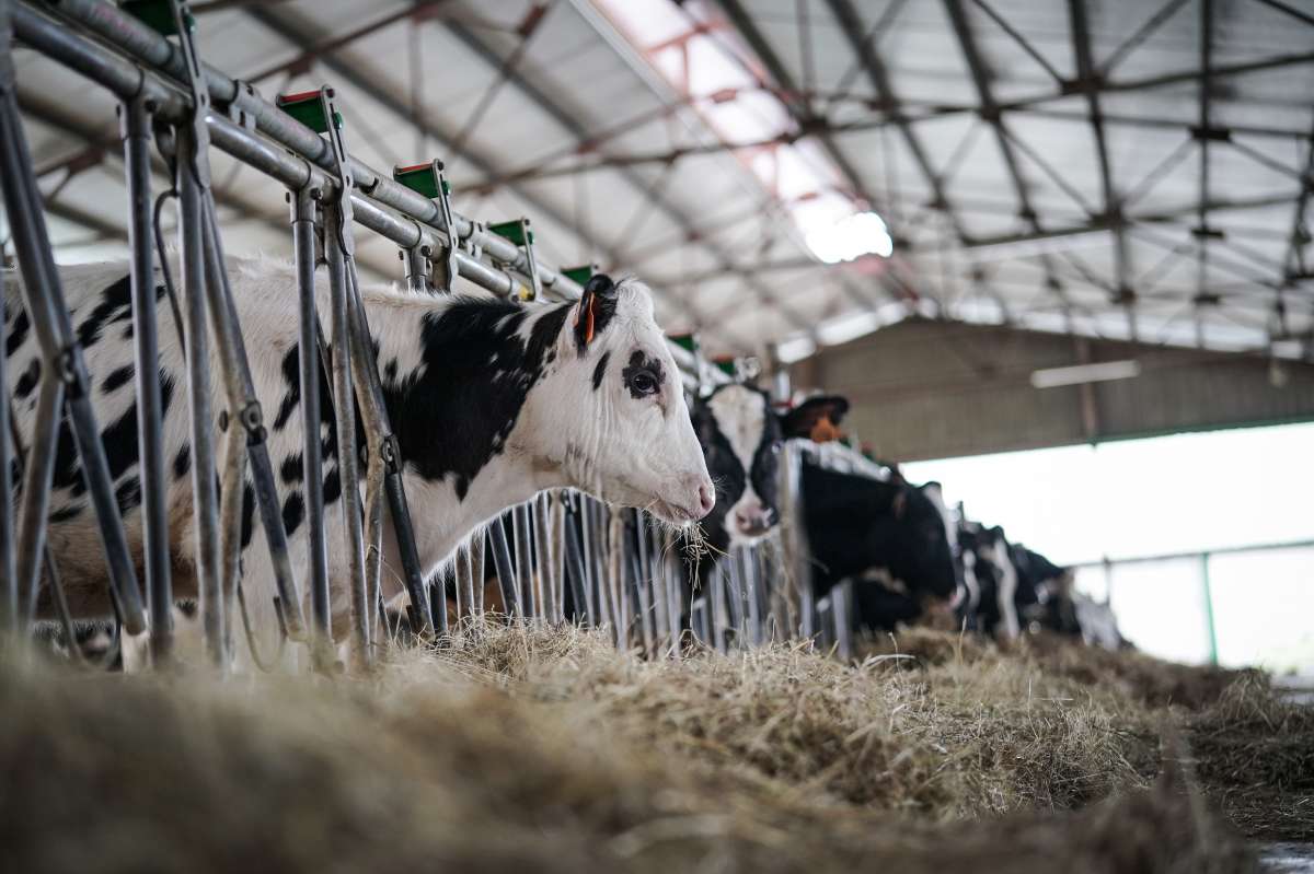 ¿Contamina tanto la carne de vacuno? Europa lanza un plan para demostrar lo contrario