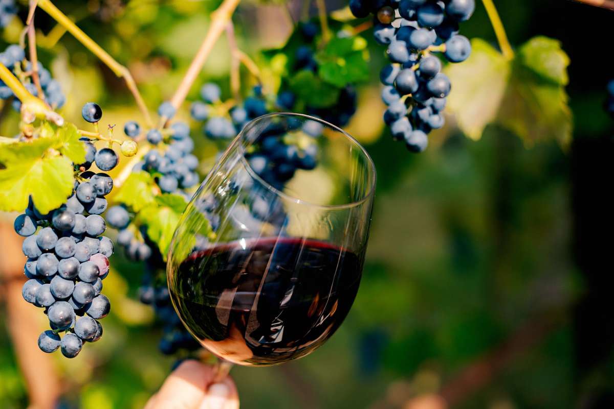 Guía Vinos Gourmets 2026: estos son los vinos españoles que arrasan con 100 puntos Guía Vinos Gourmets 2026: estos son los vinos españoles que arrasan con 100 puntos