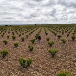 Toro, Rueda o Ribera del Duero: nueve rutas para descubrir el vino de Castilla y León