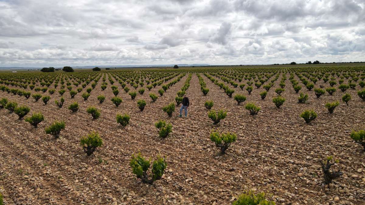 Toro, Rueda o Ribera del Duero: nueve rutas para descubrir el vino de Castilla y León