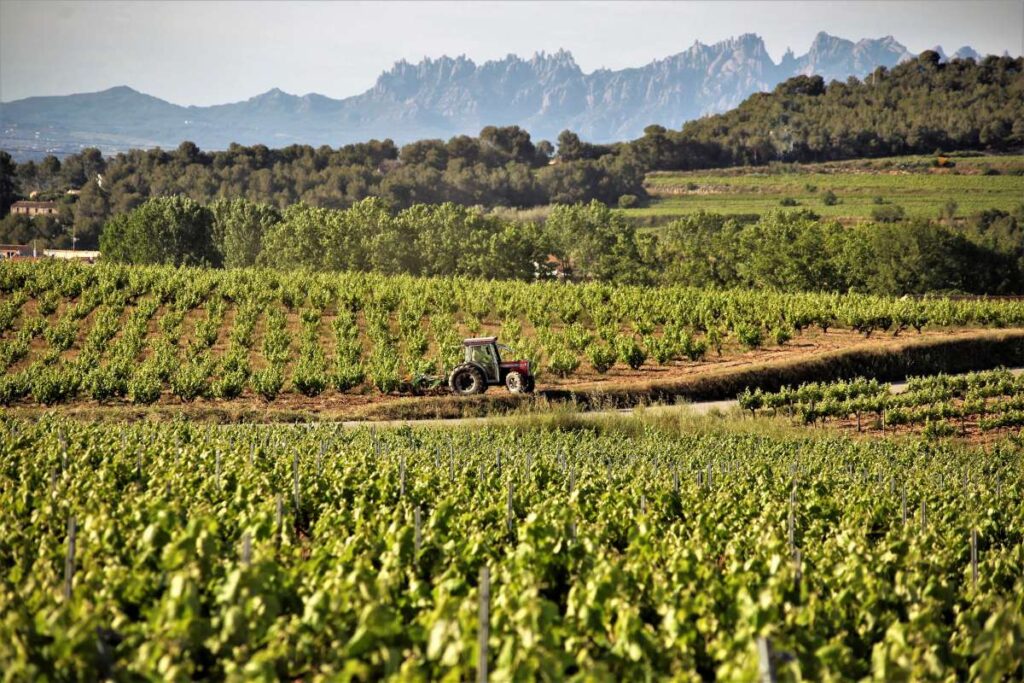 Xarel.lo, la uva que pone a la D.O. Penedés, en el mapa de los grandes vinos blancos