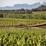 Xarel.lo, la uva que pone a la D.O. Penedés, en el mapa de los grandes vinos blancos