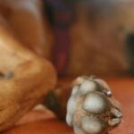 Antioquia: se entregará el responsable de golpear a un perro