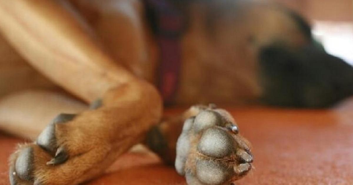 Antioquia: se entregará el responsable de golpear a un perro