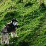 Desmantelan criadero ilegal en el sur de Bogotá: varios animales rescatados Desmantelan criadero ilegal en el sur de Bogotá: varios animales rescatados