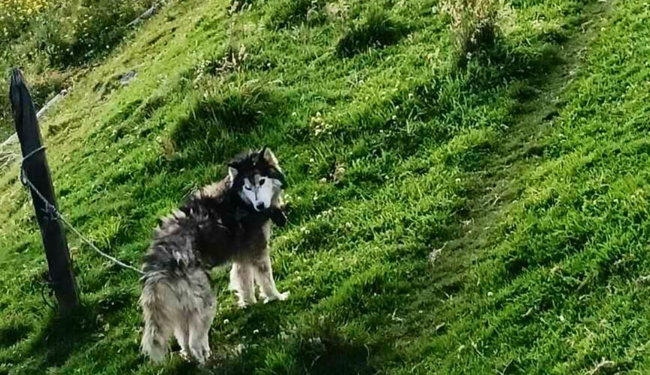 Desmantelan criadero ilegal en el sur de Bogotá: varios animales rescatados Desmantelan criadero ilegal en el sur de Bogotá: varios animales rescatados