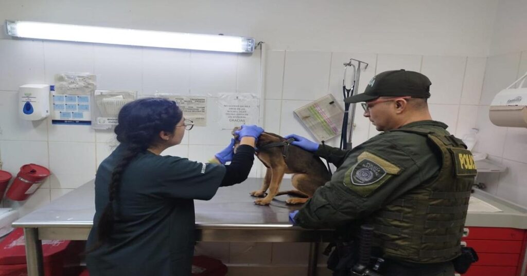 Medellín: Autoridades atendieron nuevo caso de presunto maltrato animal Medellín: Autoridades atendieron nuevo caso de presunto maltrato animal
