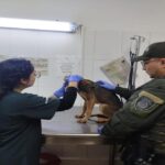 Medellín: Autoridades atendieron nuevo caso de presunto maltrato animal