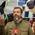 Animales atropellados: cifras, causas y nueva estrategia de prevención