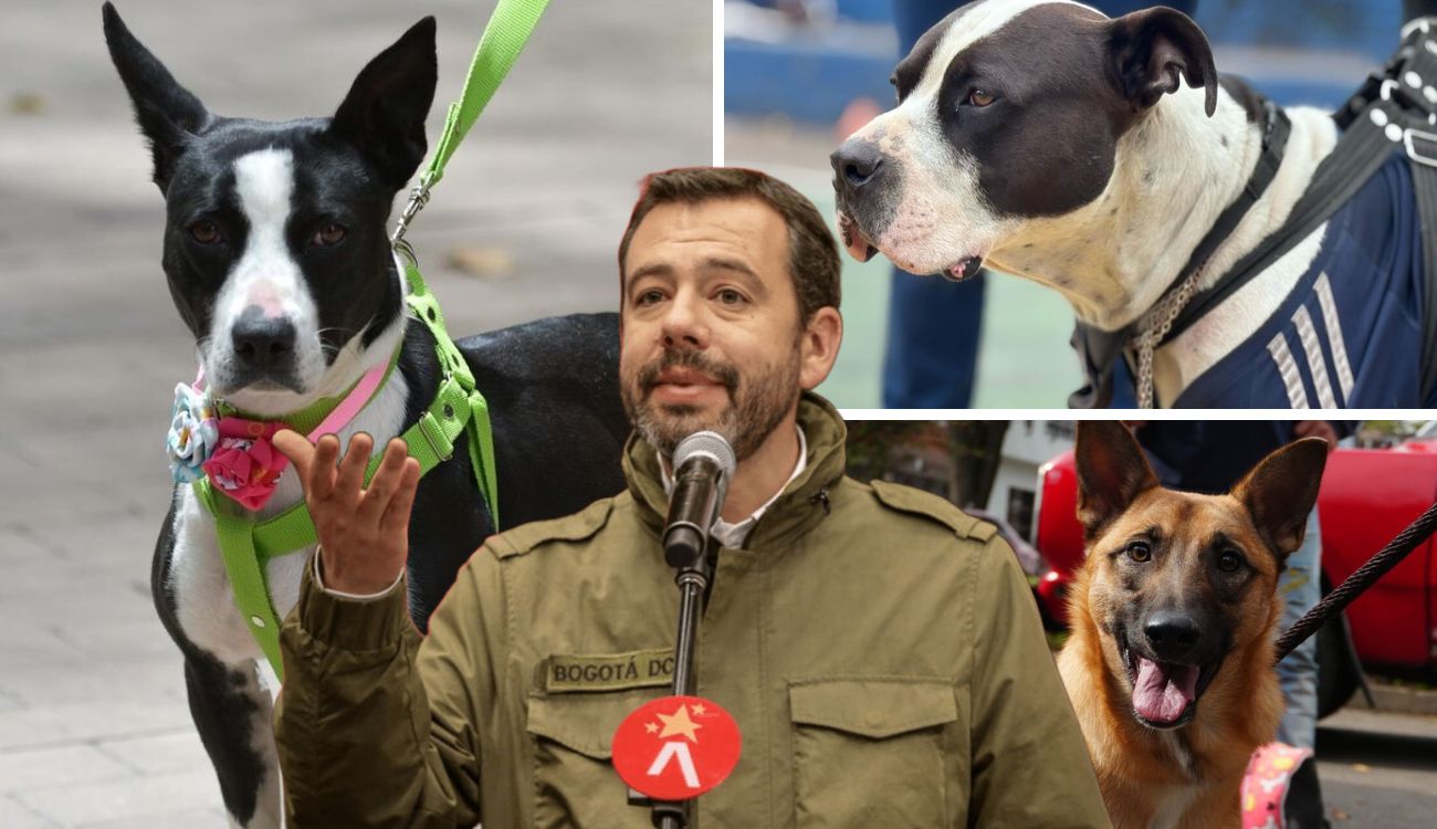 Animales atropellados: cifras, causas y nueva estrategia de prevención