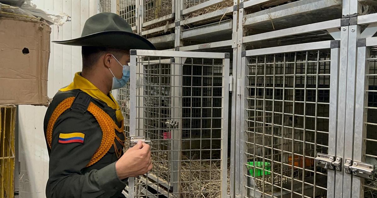 Antioquia: Indignación or nuevo caso de crueldad animal