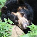 Antioquia: Autoridades ambientales piden preservar la vida del oso andino