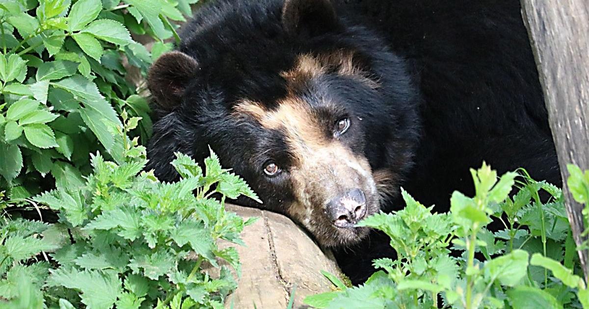 Antioquia: Autoridades ambientales piden preservar la vida del oso andino