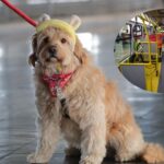 Perritos de TransMilenio con guardaespaldas: sellaron nueva medida