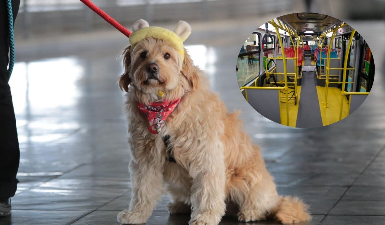 Perritos de TransMilenio con guardaespaldas: sellaron nueva medida Perritos de TransMilenio con guardaespaldas: sellaron nueva medida