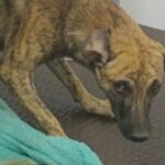Noticias Antioquia: Perro maltratado en Antioquia