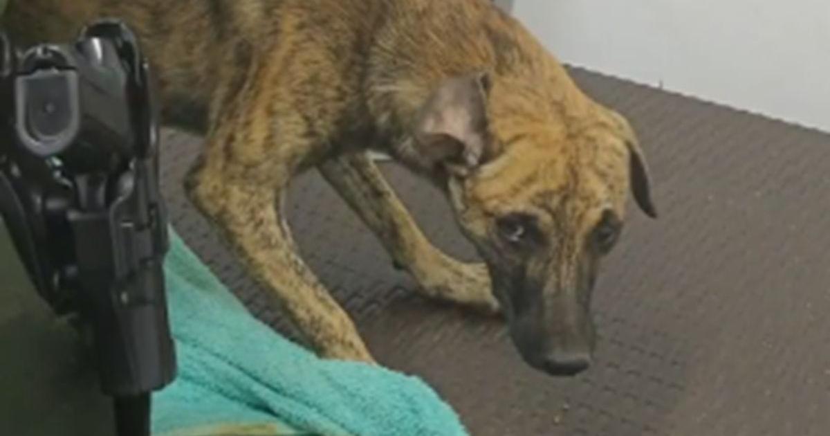Noticias Antioquia: Perro maltratado en Antioquia Noticias Antioquia: Perro maltratado en Antioquia