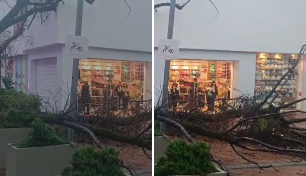 Rayo tumbo árbol y complicó el paso en Chapinero Rayo tumbo árbol y complicó el paso en Chapinero