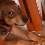 La denuncia ciudadana salvó a otro peludo en Medellín: esta vez fue Jack