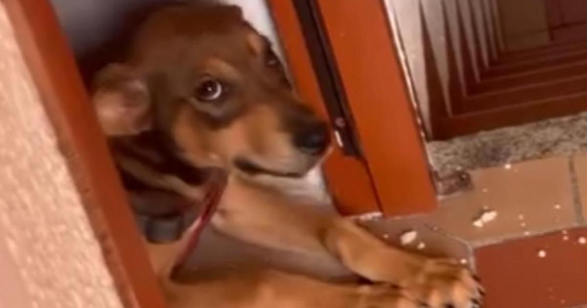 La denuncia ciudadana salvó a otro peludo en Medellín: esta vez fue Jack