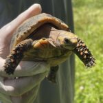 Noticias Medellín: Medellín trasladó 140 tortugas a su verdadero hogar