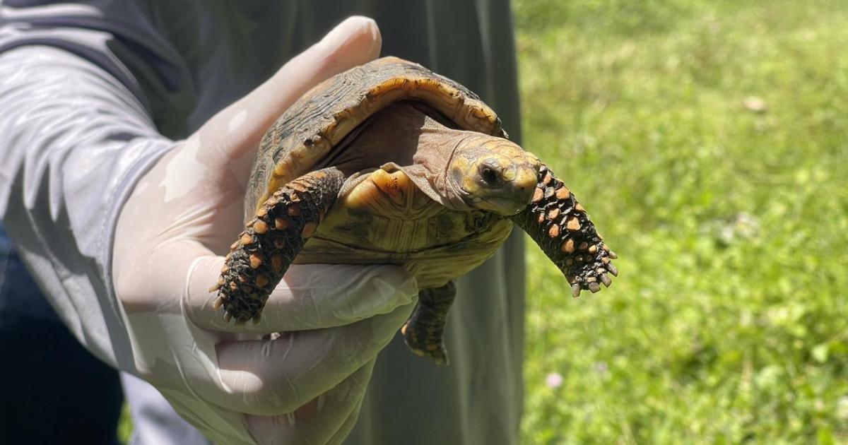 Noticias Medellín: Medellín trasladó 140 tortugas a su verdadero hogar Noticias Medellín: Medellín trasladó 140 tortugas a su verdadero hogar